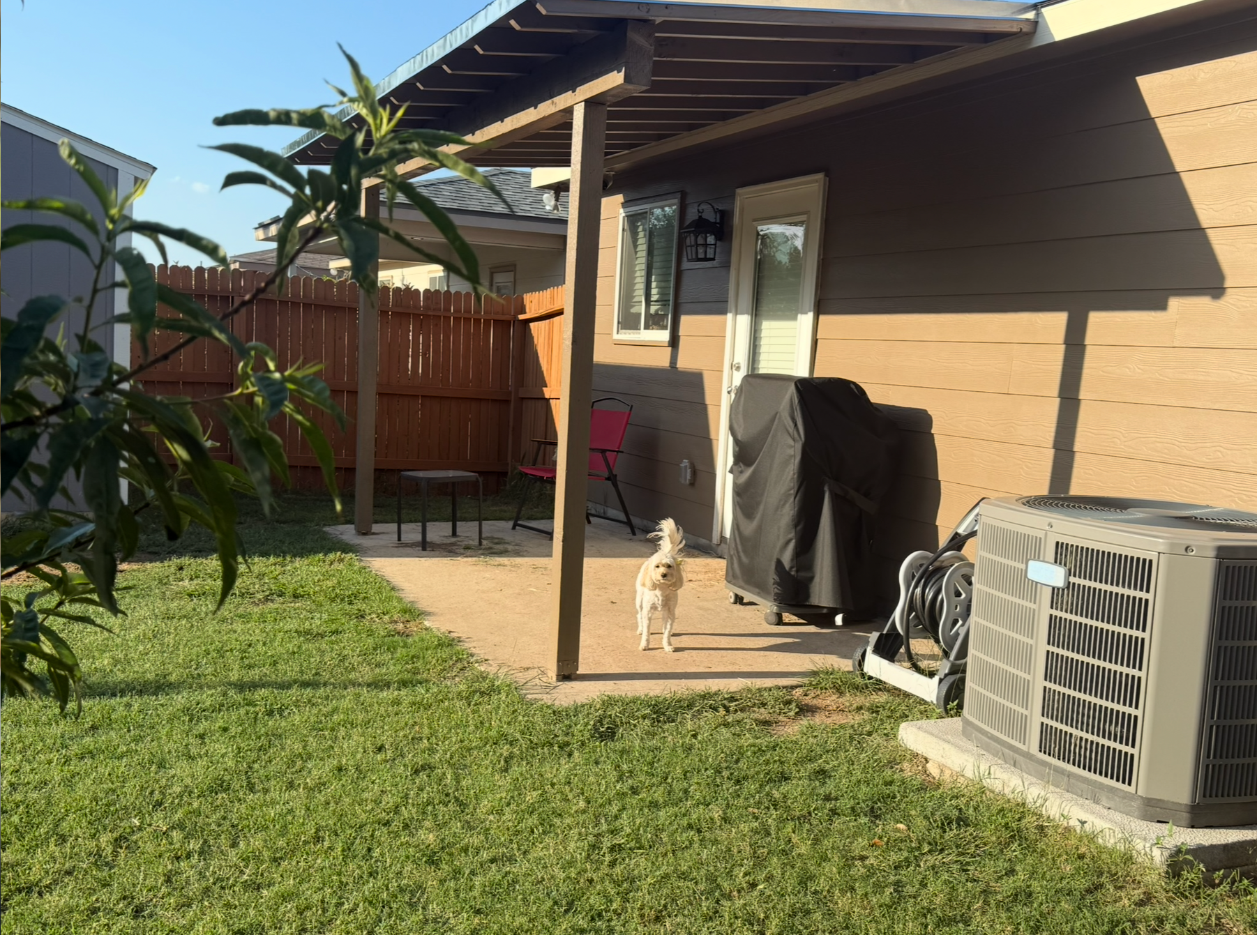 Piper really enjoyed the new Patio Cover
